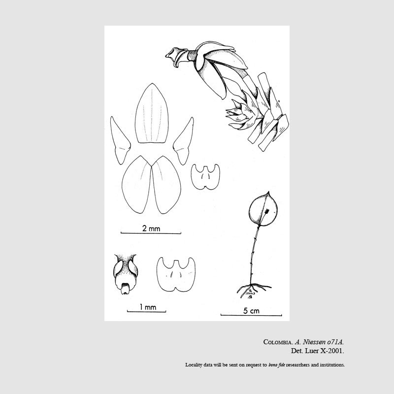 Lepanthes refracta